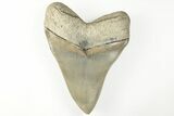 Exceptional, 5.37" Fossil Megalodon Tooth - Aurora, North Carolina - #203563-2